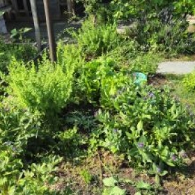 Beet6Vielfalt 2026-06-30 10.22.